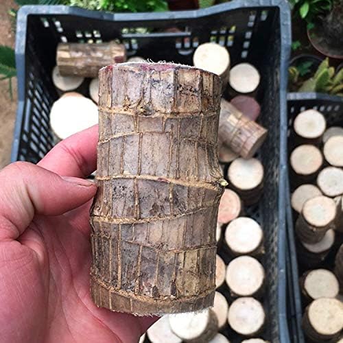 WoodlandNook - Mini-Terrarium für frische Luft und positive Energie