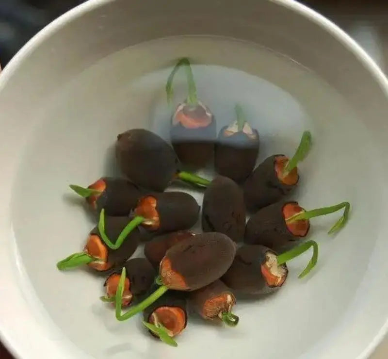 LotusPracht™ Kultiviere Natürliche Schönheit