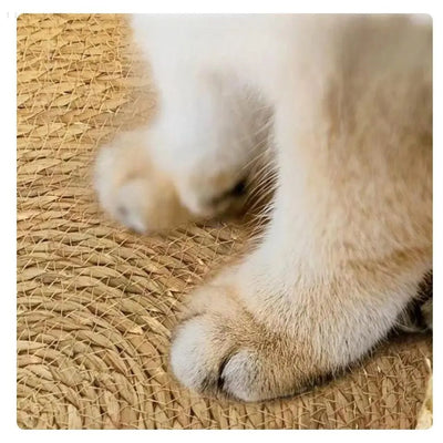 DreamPaws - Das ultimative Komfortbett für Katzen