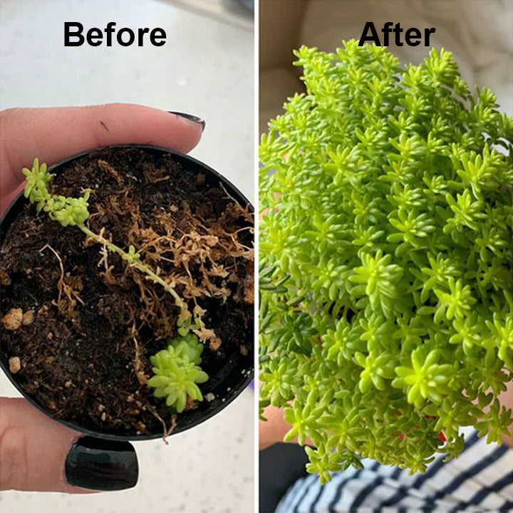 2+1 Gratis | PflanzenKraft™ Natürlicher Wachstumsboost